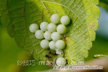 春天要提防害虫荔枝椿象，碰一下皮肤会灼伤腐烂！
