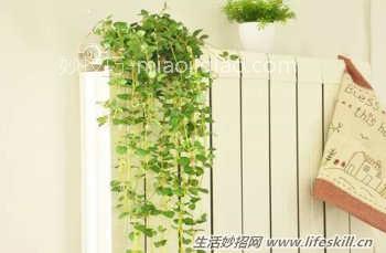 自己动手，用创意绿植给家里增添些美丽