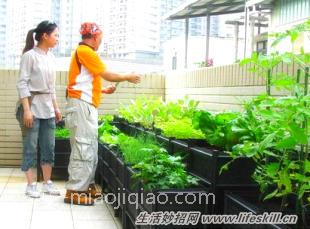 阳台种菜防虫10妙招 