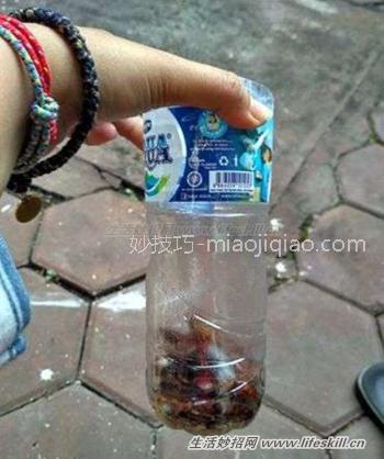 这样做可让蟑螂不进家门
