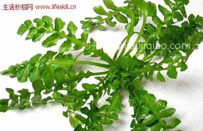 春天怎样食用荠菜？ 