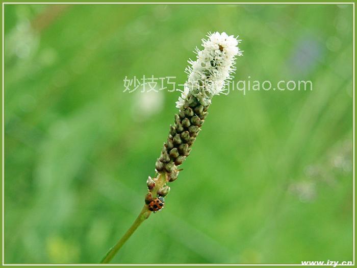 九曲黄河－烟雨繁花 (四川  阿坝 2日自助游) 