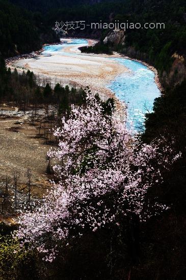 林芝三月桃花狂 春游赏花全攻略 