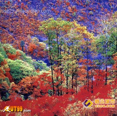 枫叶最美的地方-辽宁楦仁 