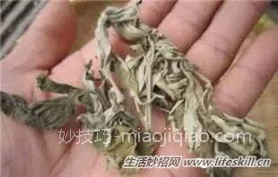 艾叶和酒治腰腿疼，2次就不疼了