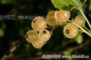 教你几招蔬果储存的小方法