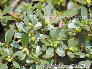 春天里能吃的野菜你都认识么？ 