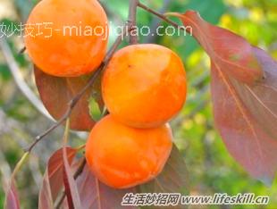 柿子去涩、保存小妙招 