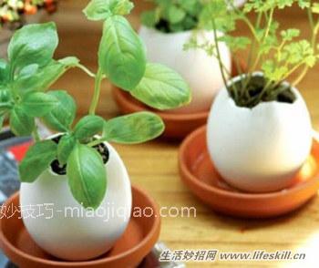 妙用鸡蛋壳，环保又省钱！ 