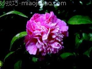 茶花秋季扦插与老枝嫁接 