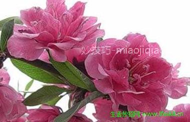 杜鹃花有哪些常见的栽培品种 