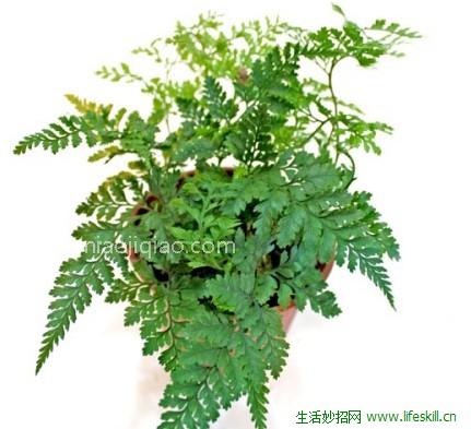 狼尾蕨的栽培方法 