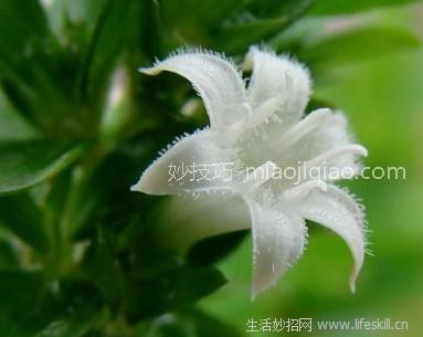 六月雪有哪些常见品种？ 