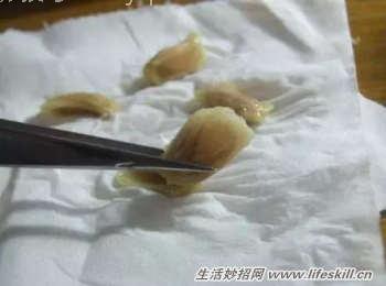 吃剩下的水果核不要扔，动手种植成小盆景