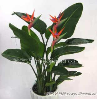 四十五种花卉养殖的注意事项