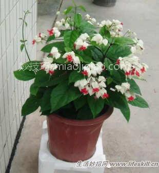 四十五种花卉养殖的注意事项