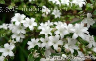 四十五种花卉养殖的注意事项