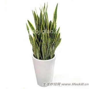 四十五种花卉养殖的注意事项