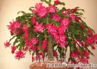 四十五种花卉养殖的注意事项