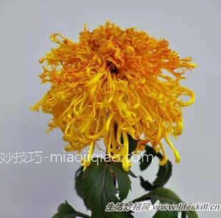 四十五种花卉养殖的注意事项
