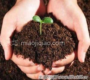 不用花钱，家庭养花自制肥料的好办法 
