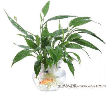 水培植物四季施肥养护的小方法 