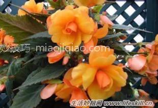 家中常见花卉的浇水方法，别再浇死了！