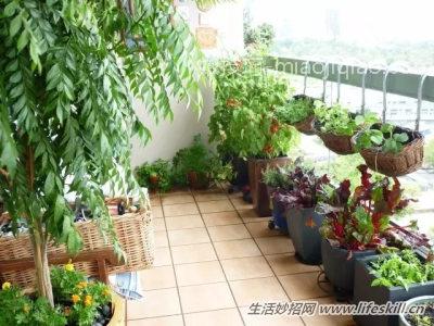 用纸在阳台上种菜